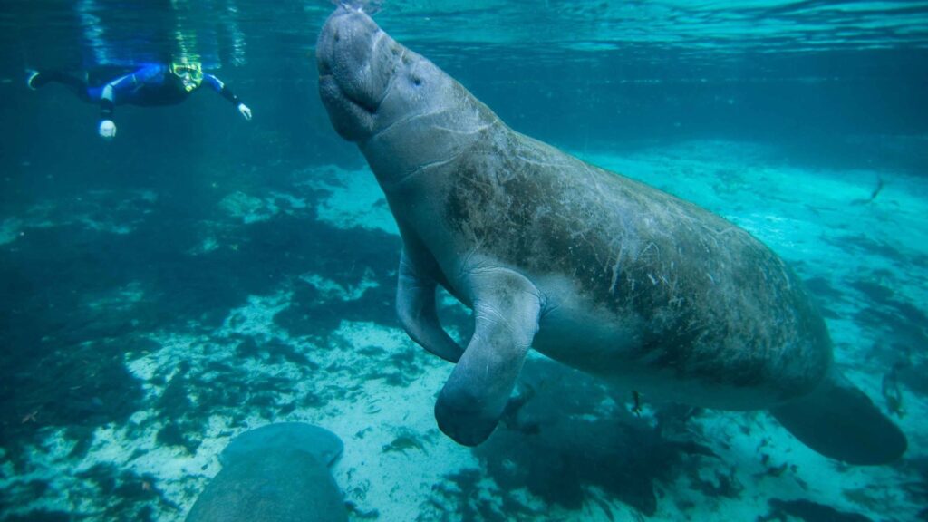 Weeki Wachee Crysral River Manatees