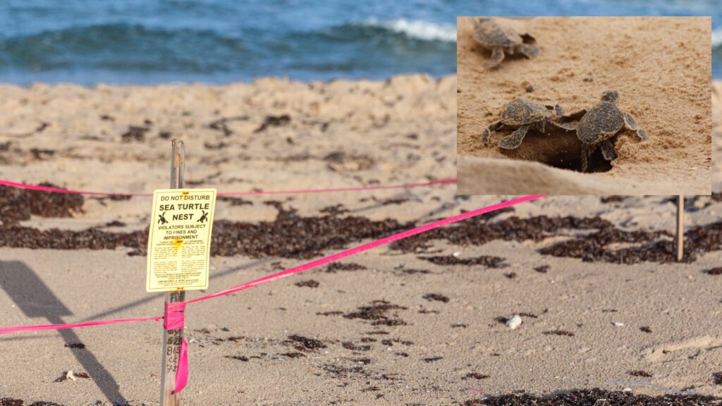 Loggerhead sea turtle nesting area - No trespassing